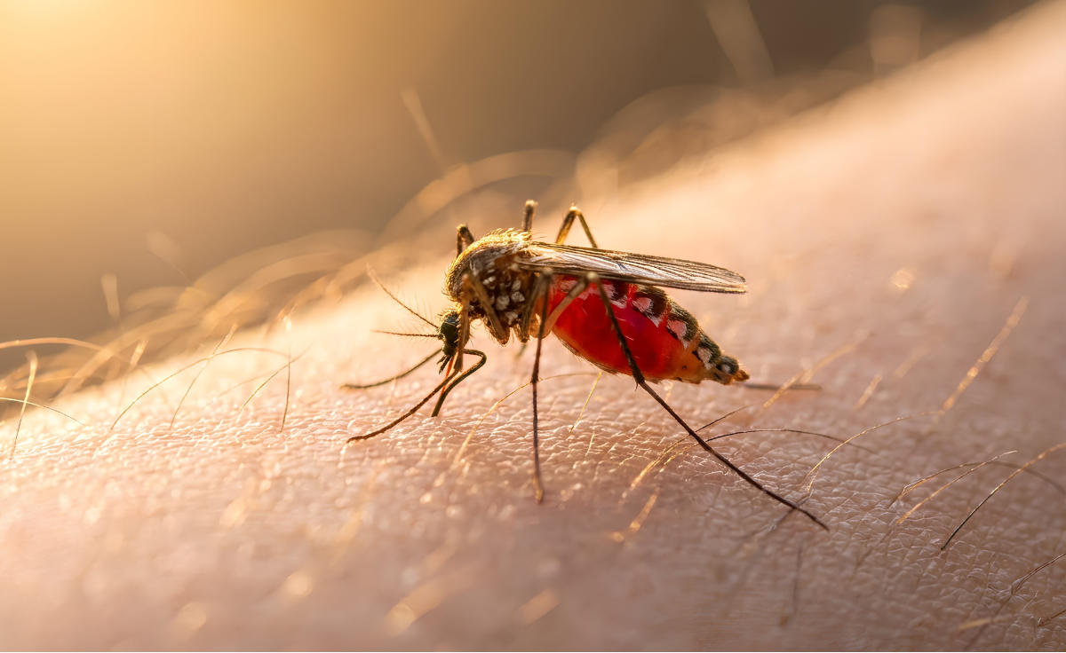 Punture di insetti: come prevenirle e cosa fare dopo una puntura