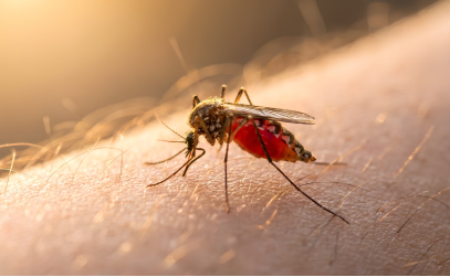 Punture di insetti: come prevenirle e cosa fare dopo una puntura
