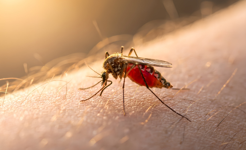 Punture di insetti: come prevenirle e cosa fare dopo una puntura Punture di insetti: come prevenirle e cosa fare dopo una puntura