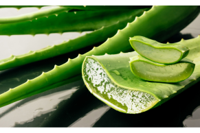 Benefici dei prodotti a base di aloe vera