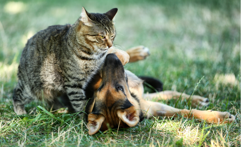 Come mantenere i tuoi animali domestici freschi e al sicuro durante l'estate
