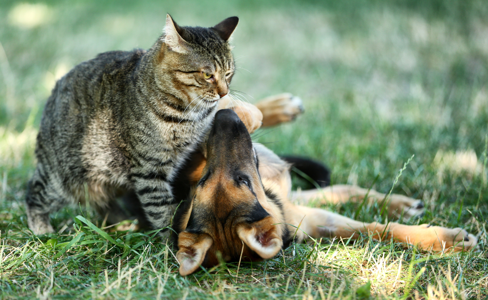 Come mantenere i tuoi animali domestici freschi e al sicuro durante l'estate