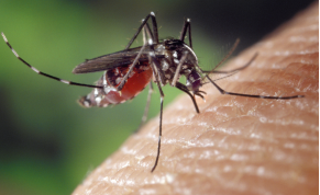 Come prevenire e trattare le punture di zanzare