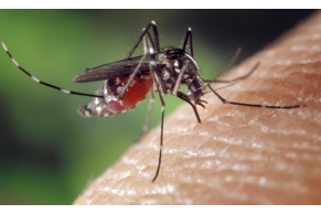 Come prevenire e trattare le punture di zanzare