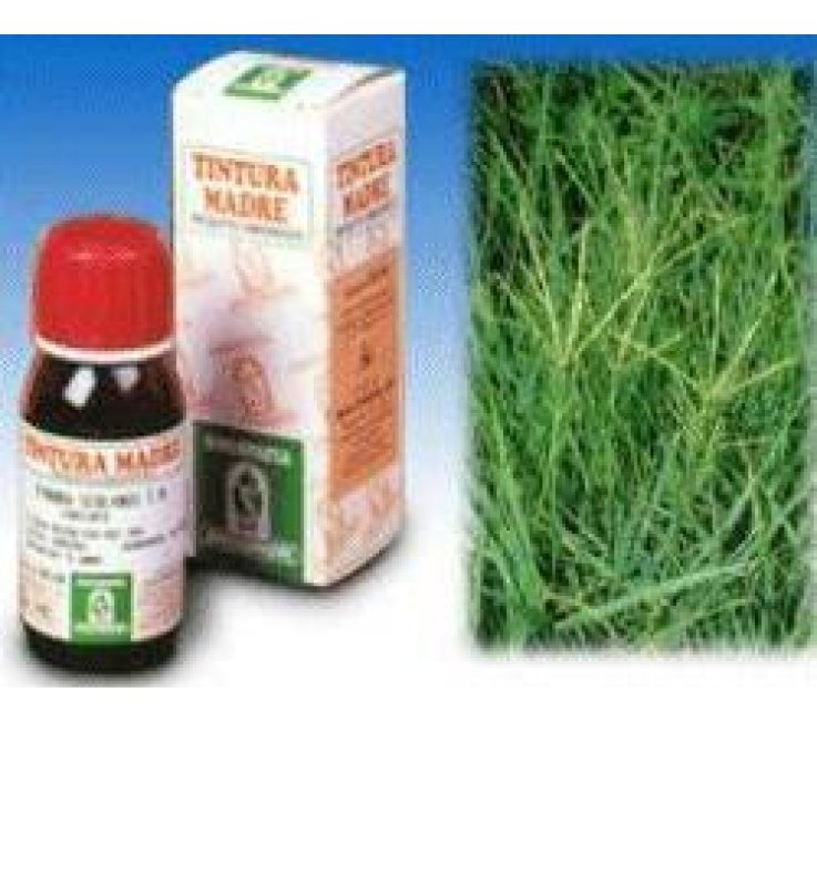 SP.GRAMIGNA 37 TM 50ml