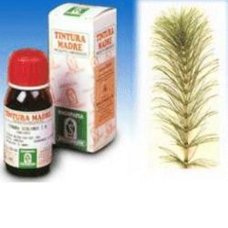 EQUISETO 12 50ML TM SPECCH EQUISETO 12 50ML TM SPECCH