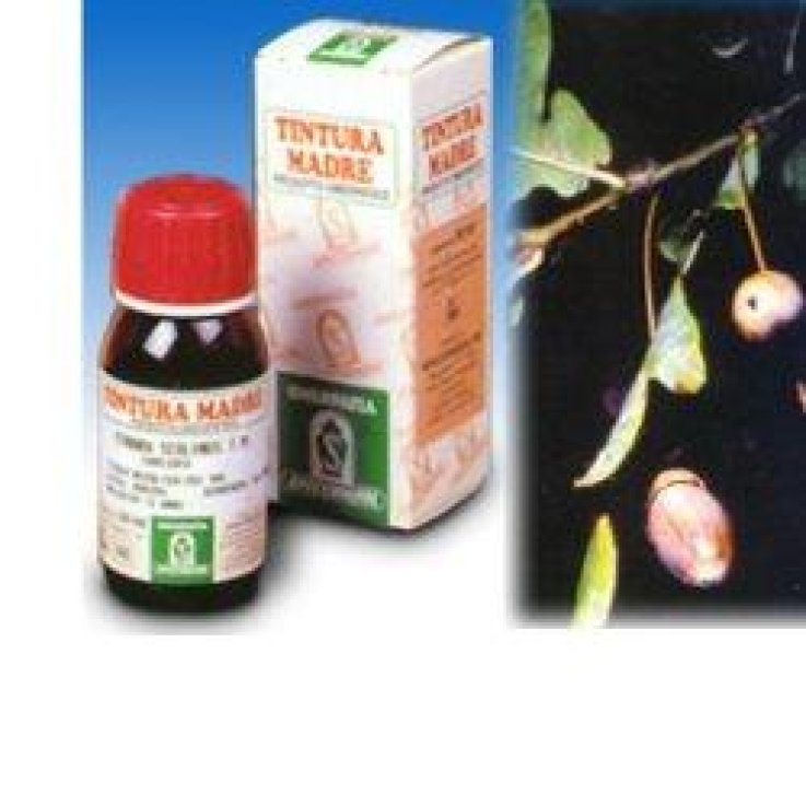SP.FUCUS VESIC.TM 50ml SP.FUCUS VESIC.TM 50ml