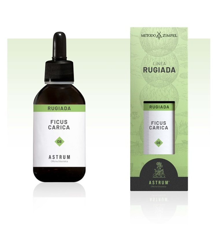 FICUS CARICA MAC.SPAGIR ASTRUM