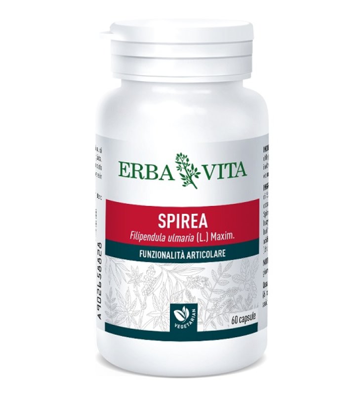 SPIREA ULMARIA 60CPS 400MG ERBA SPIREA ULMARIA 60CPS 400MG ERBA