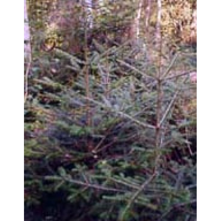 MSA ABIES PECTINATA 50 ML MSA ABIES PECTINATA 50 ML