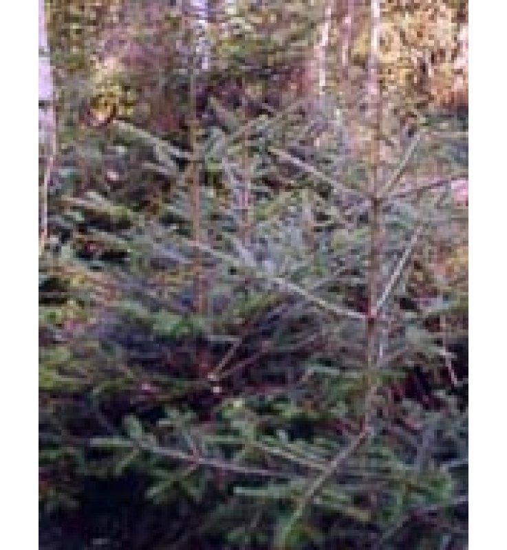 MSA ABIES PECTINATA 50 ML