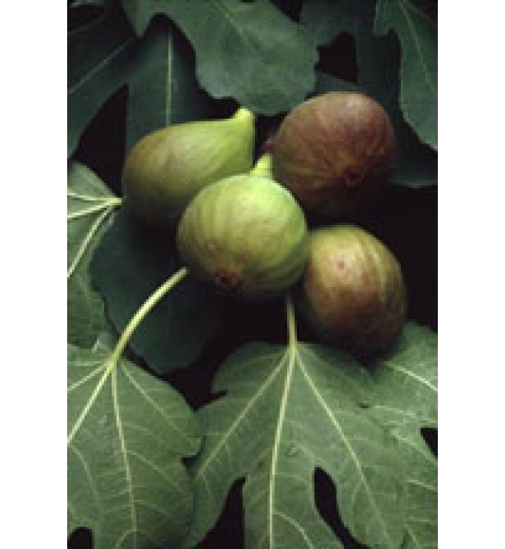 MSA FICUS CARICA 50ML HERBOPLANE
