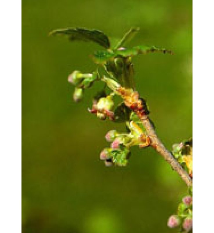 MSA RIBES NIGRUM 50 ML