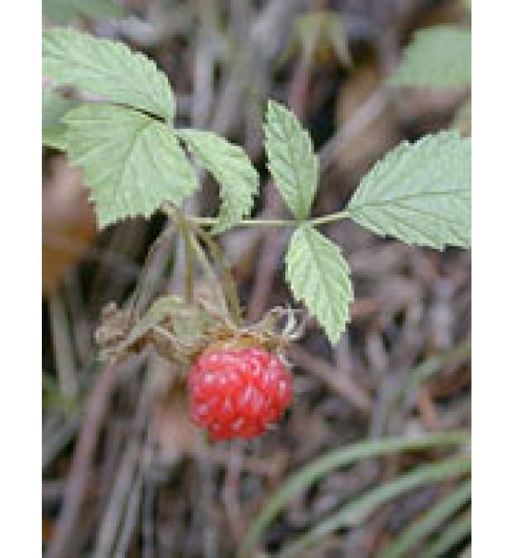 MSA RUBUS IDAEUS GTT 50ML HERBOP