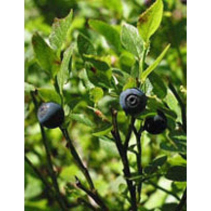 MSA VACCINIUM MYR GTT 50ML HERBO MSA VACCINIUM MYR GTT 50ML HERBO