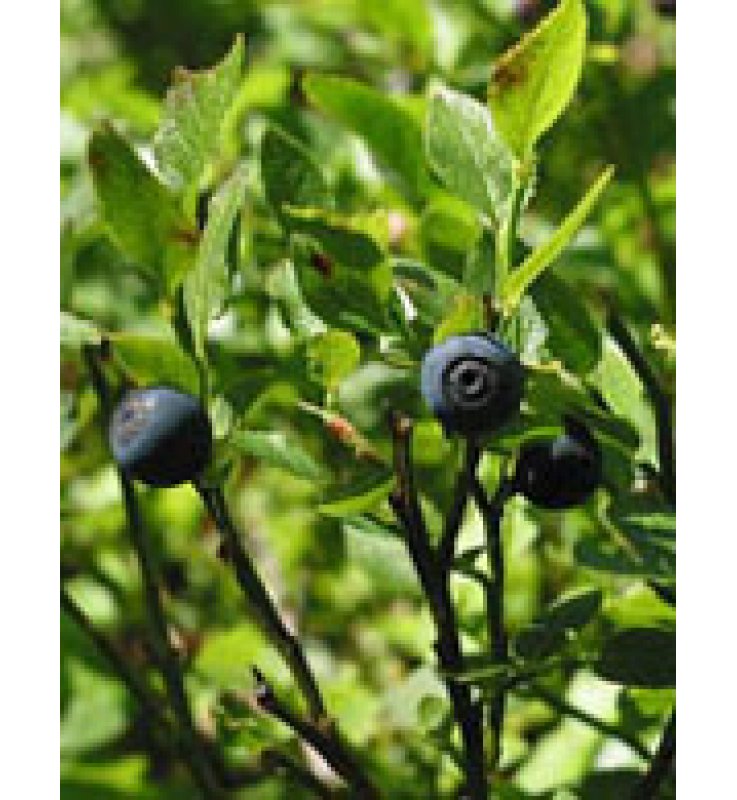 MSA VACCINIUM MYR GTT 50ML HERBO