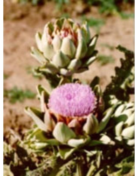 TSA CYNARA SCOLYMUS 50ML TSA CYNARA SCOLYMUS 50ML