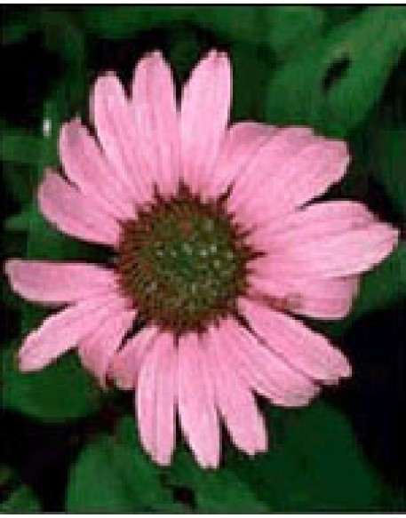 TSA ECHINACEA ANGUSTIFOLIA50ML