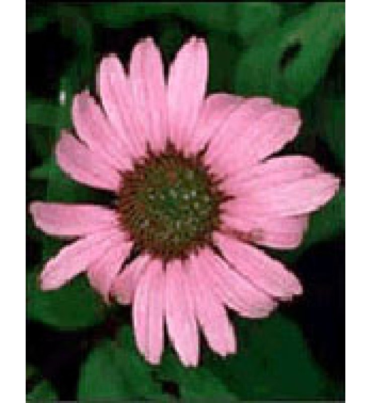 TSA ECHINACEA ANGUSTIFOLIA50ML