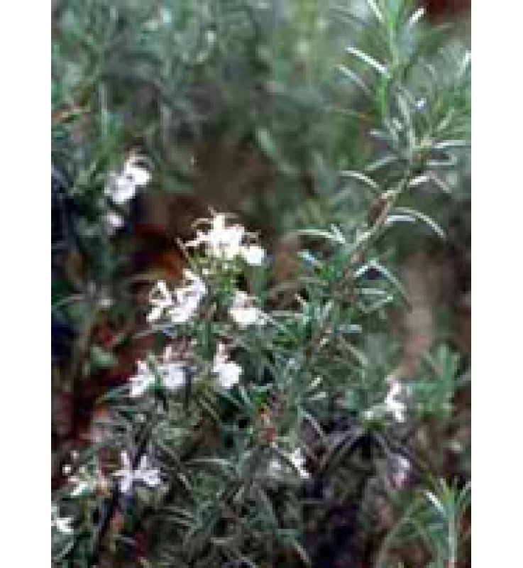 TSA ROSMARINUS OFFICINALIS 50 ML