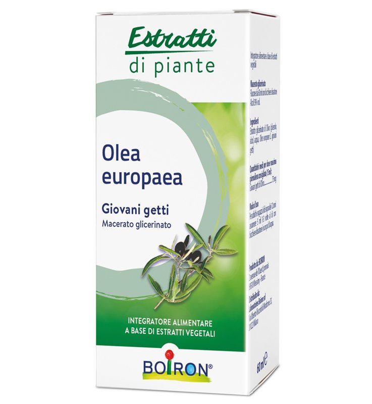 OLEA EUROPAEA MACERATO GLICERICO 60 ML INT