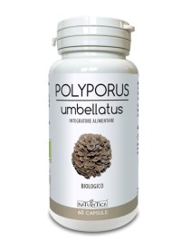 POLYPORUS UMBELLATUS 60CPS
