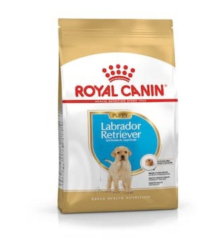 V BHN LABRADOR PUPPY 3KG V BHN LABRADOR PUPPY 3KG