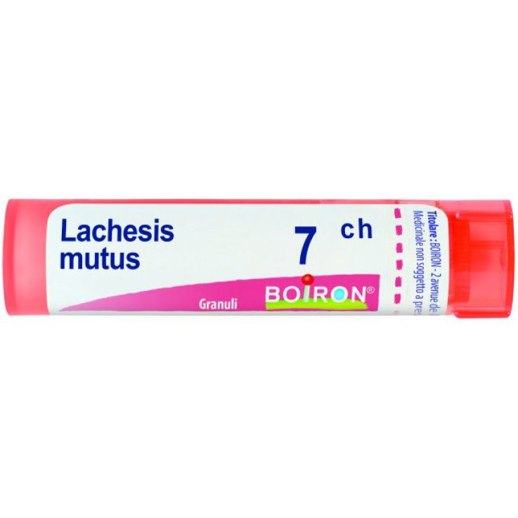 LACHESIS MUTUS 7CH GR BO LACHESIS MUTUS 7CH GR BO