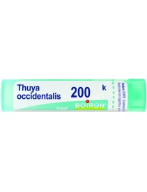 THUYA OCCIDENT 200K GR BO